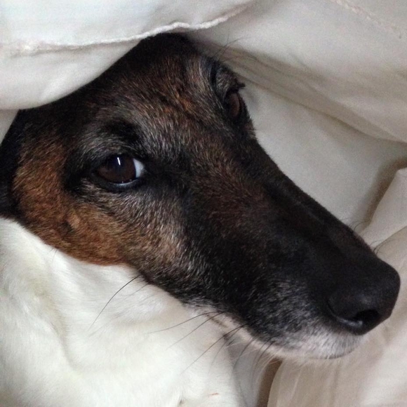 Meet your Posher, Cheri - Picture 1 of 1